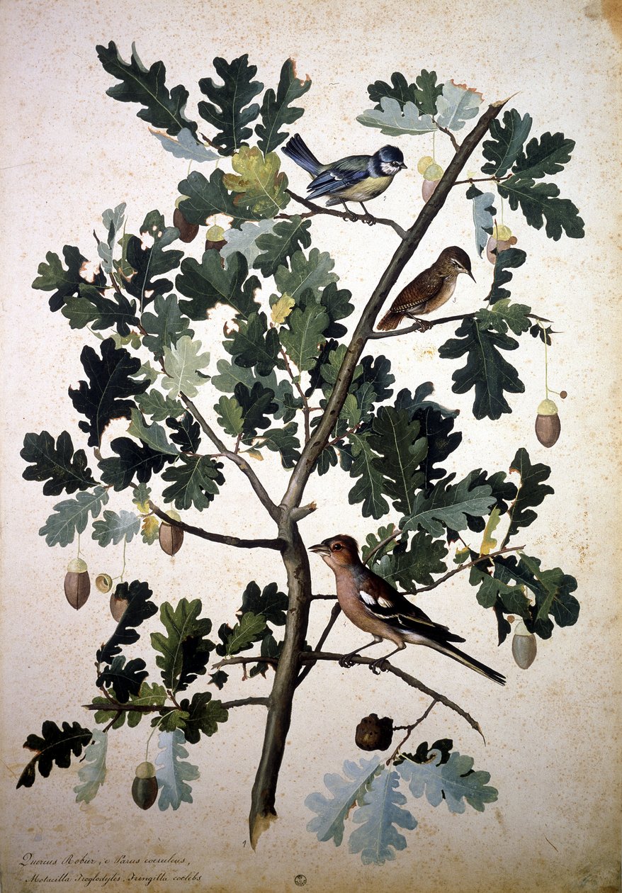 Herbárium: Quercus robur alkotó: Jacopo Ligozzi