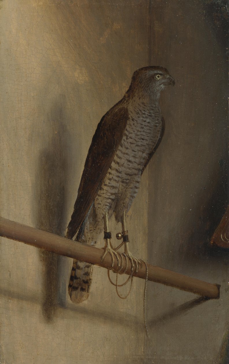 Egy karvaly alkotó: Jacopo de