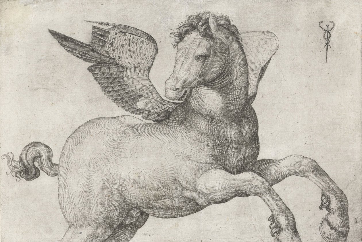 Pegazus, 1509-16 alkotó: Jacopo de Barbari