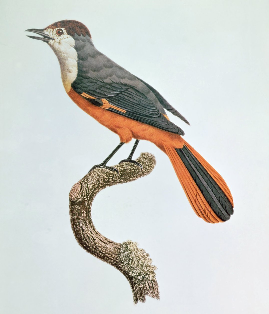 Orange Jay alkotó: Jacques Barraband
