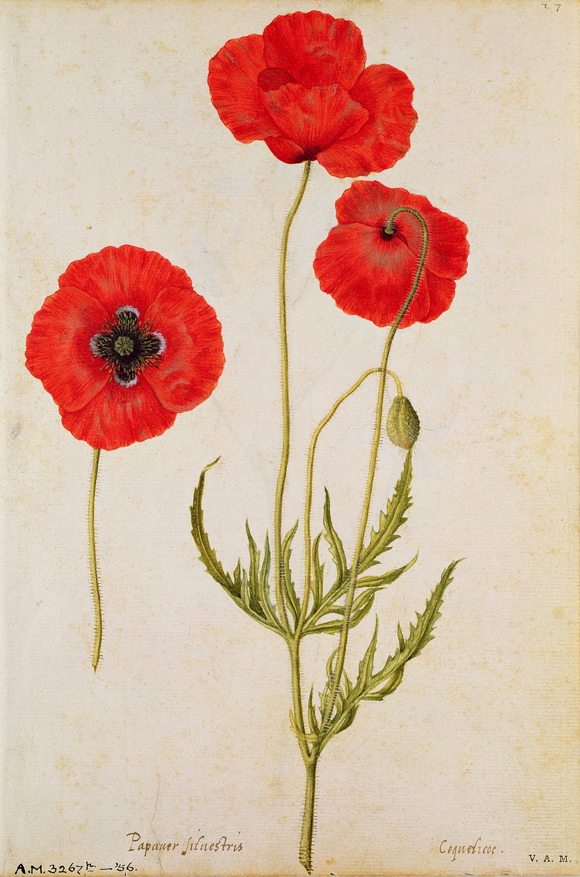 Papaver rhoeas, c1568 alkotó: Jacques Le Moyne