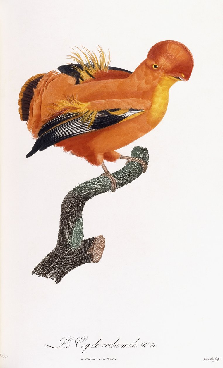 Férfi Cock-of-the-Rock alkotó: Jacques Barraband