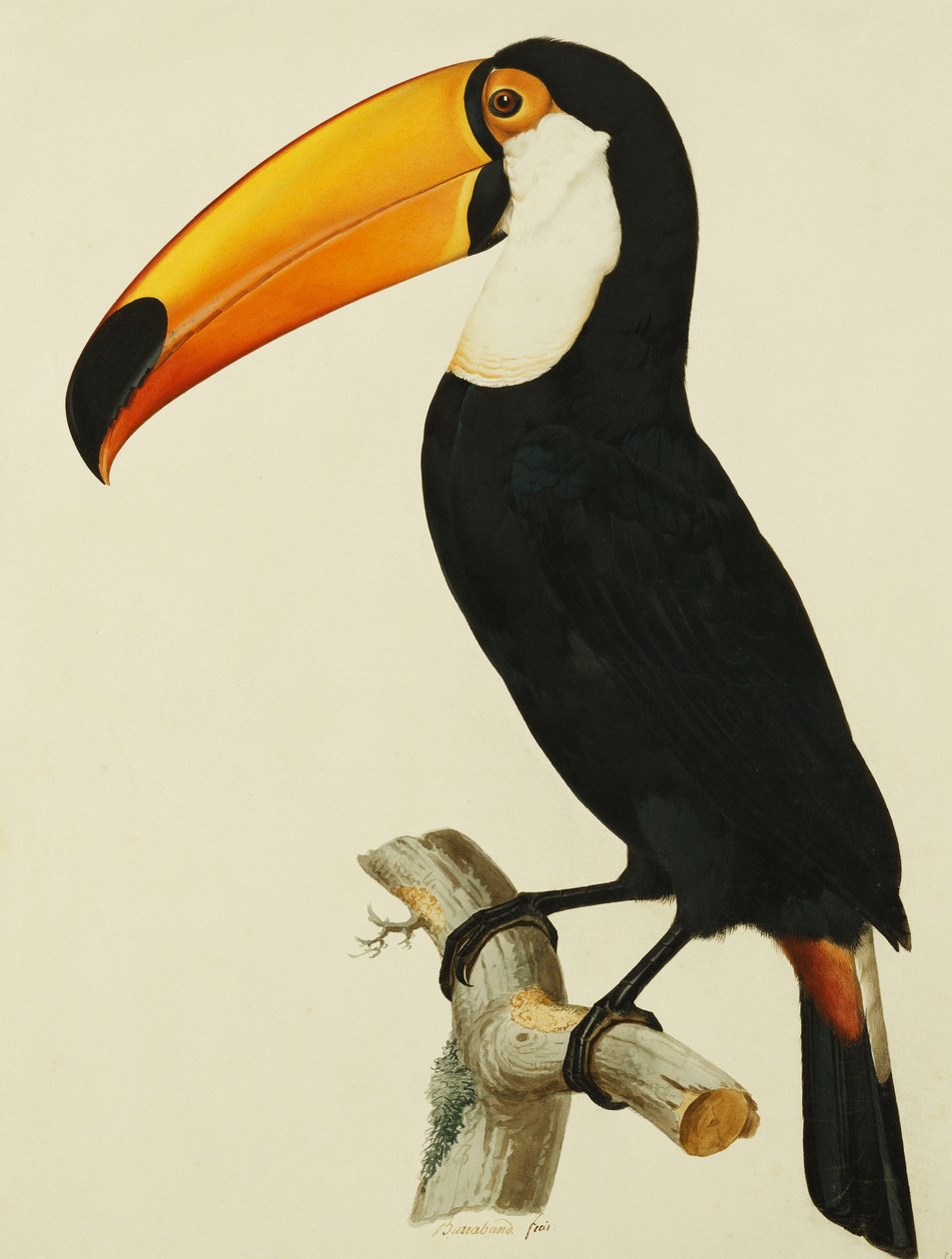 A Toco Toco Toucan alkotó: Jacques Barraband