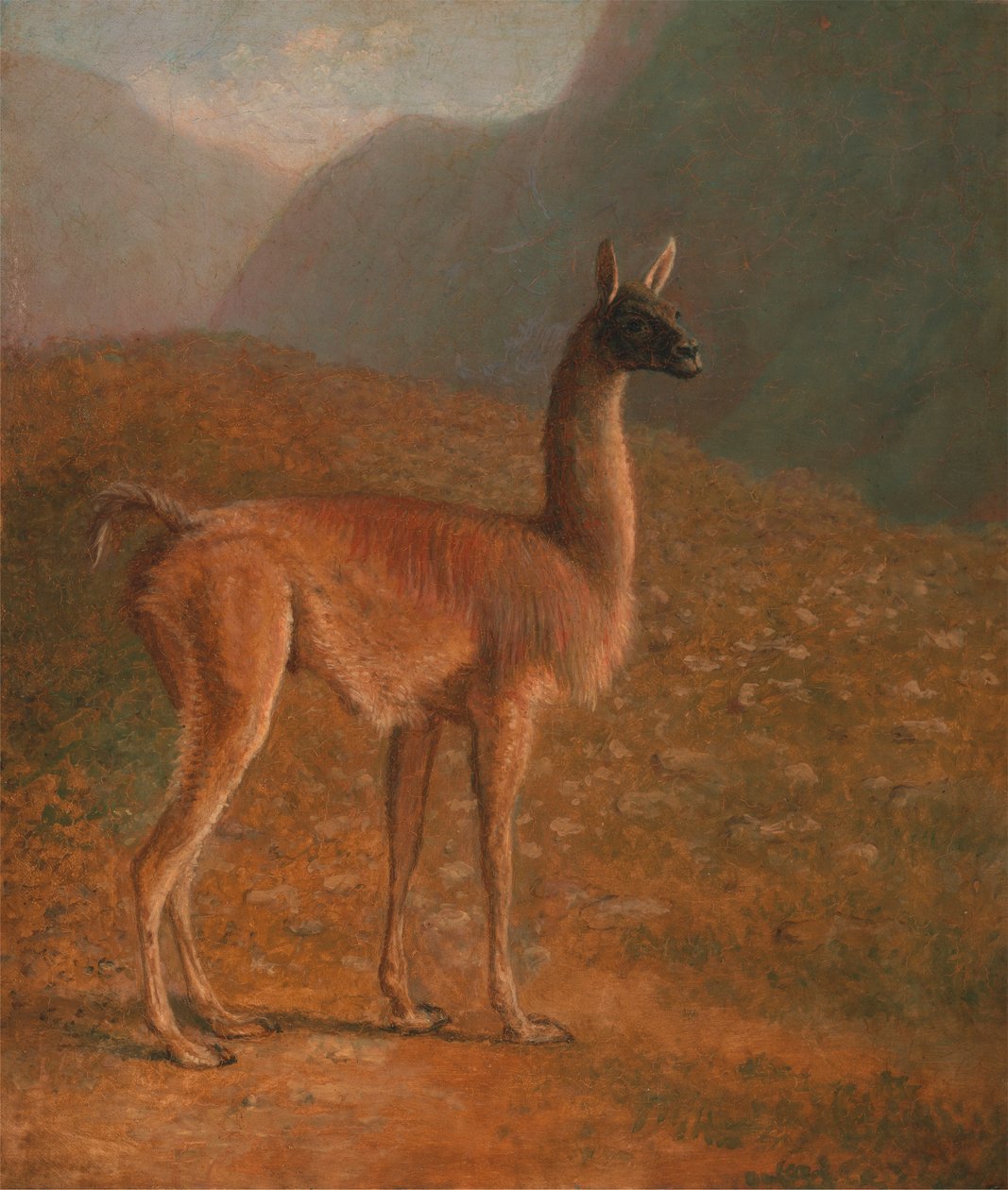 guanakó alkotó: Jacques Laurent Agasse