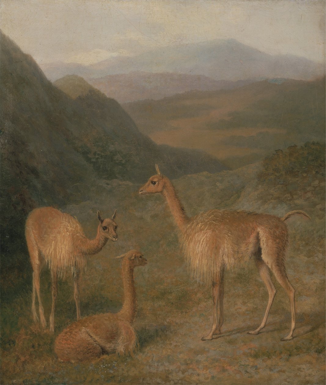 Vicunas alkotó: Jacques Laurent Agasse