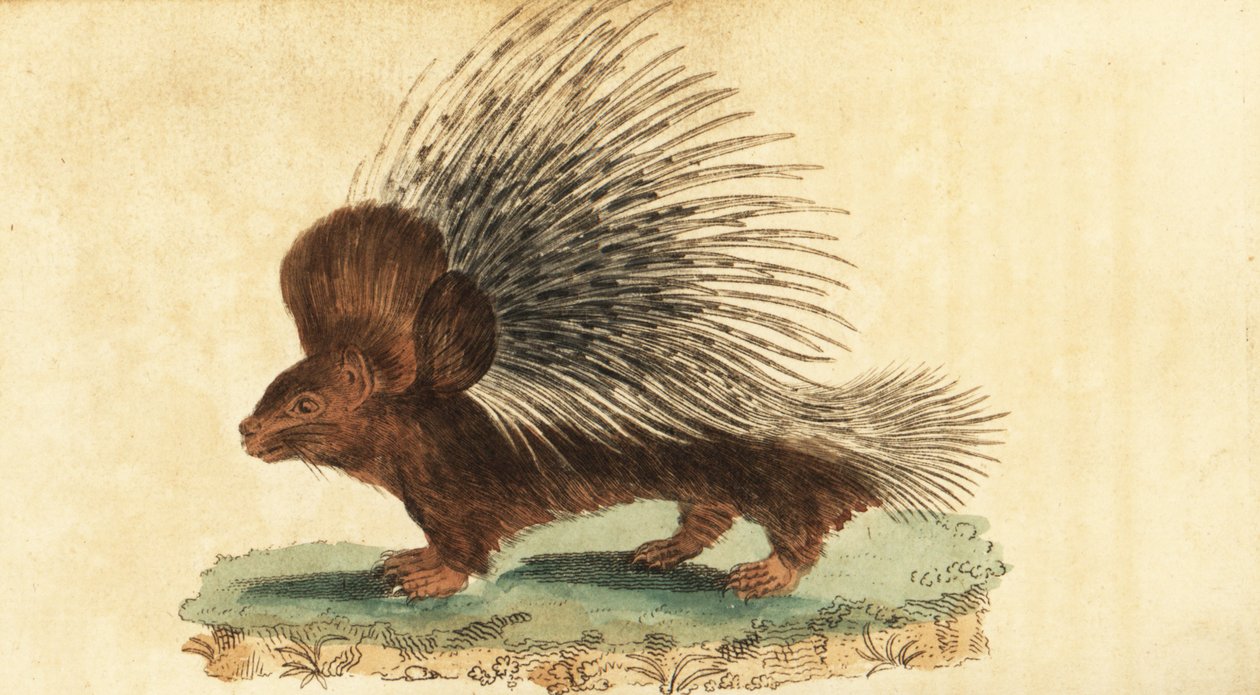 Tarajos sertés, Hystrix cristata.,1800 (metszet) alkotó: Jacques de Seve