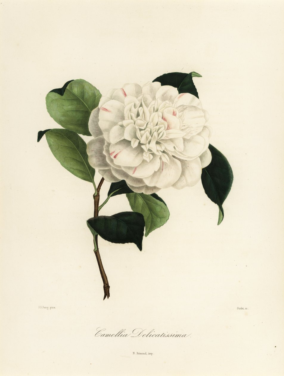 Camellia japonica fajta, Camellia delicatissima alkotó: Jakob (after) Jung
