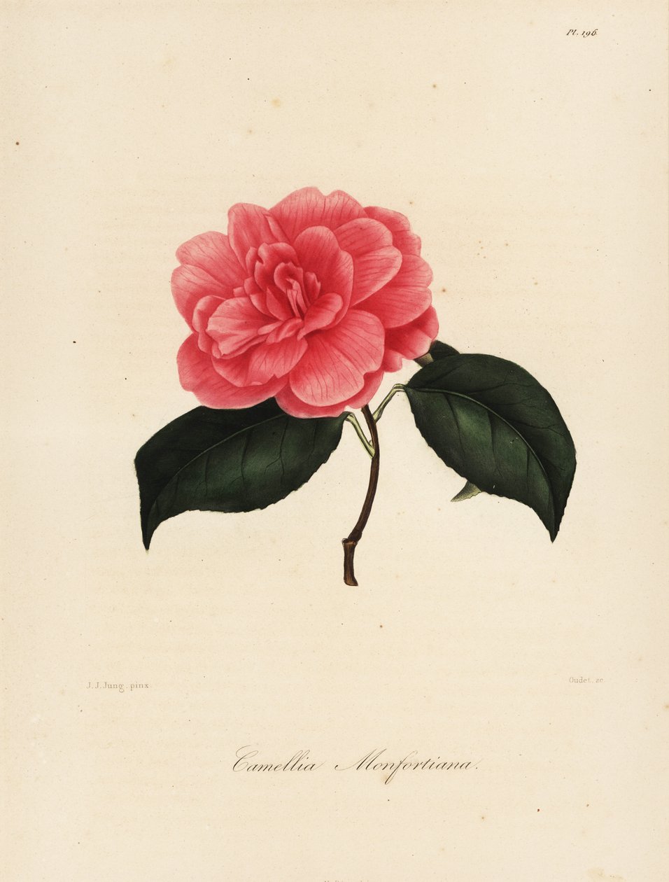 Camellia japonica fajta, Camellia monfortiana alkotó: Jakob (after) Jung