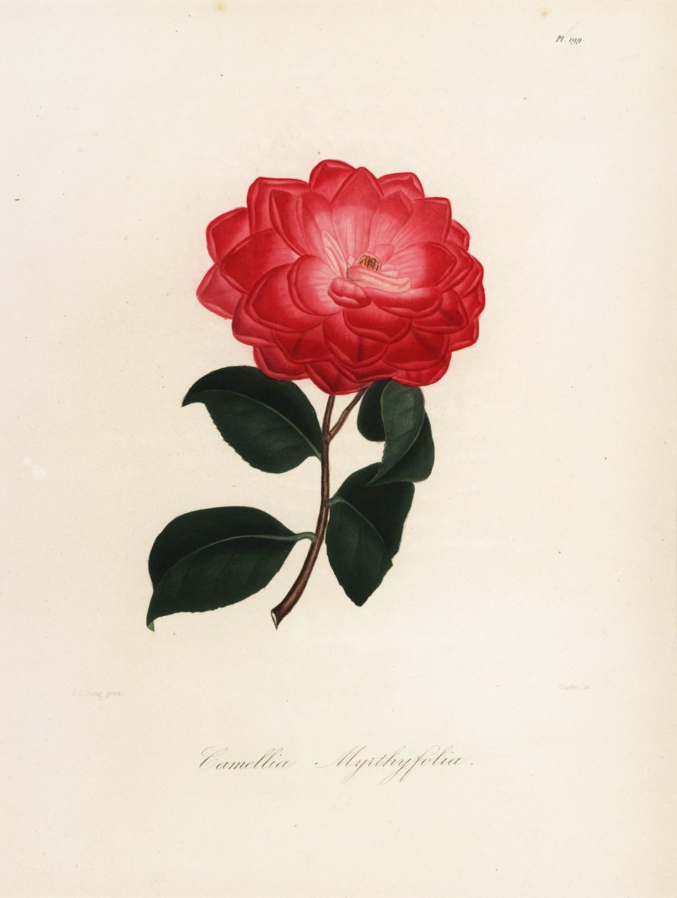 Camellia japonica fajta, Camellia myrthyfolia alkotó: Jakob (after) Jung