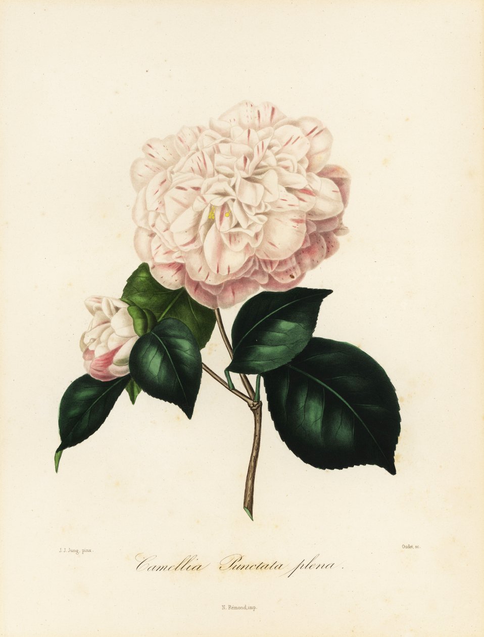 Camellia japonica fajta, Camellia punctata plena alkotó: Jakob (after) Jung