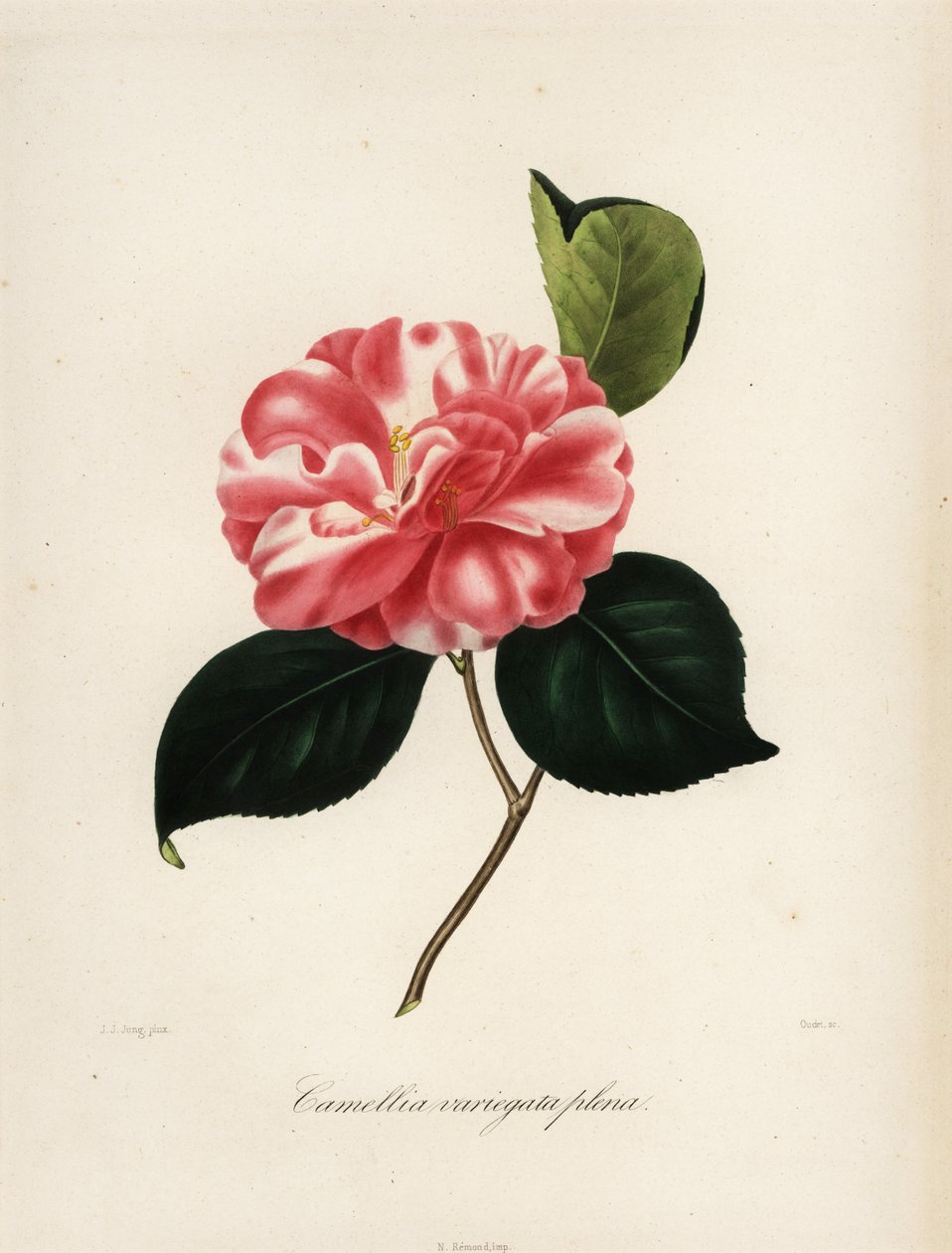 Camellia japonica fajta, Camellia variegata plena alkotó: Jakob (after) Jung