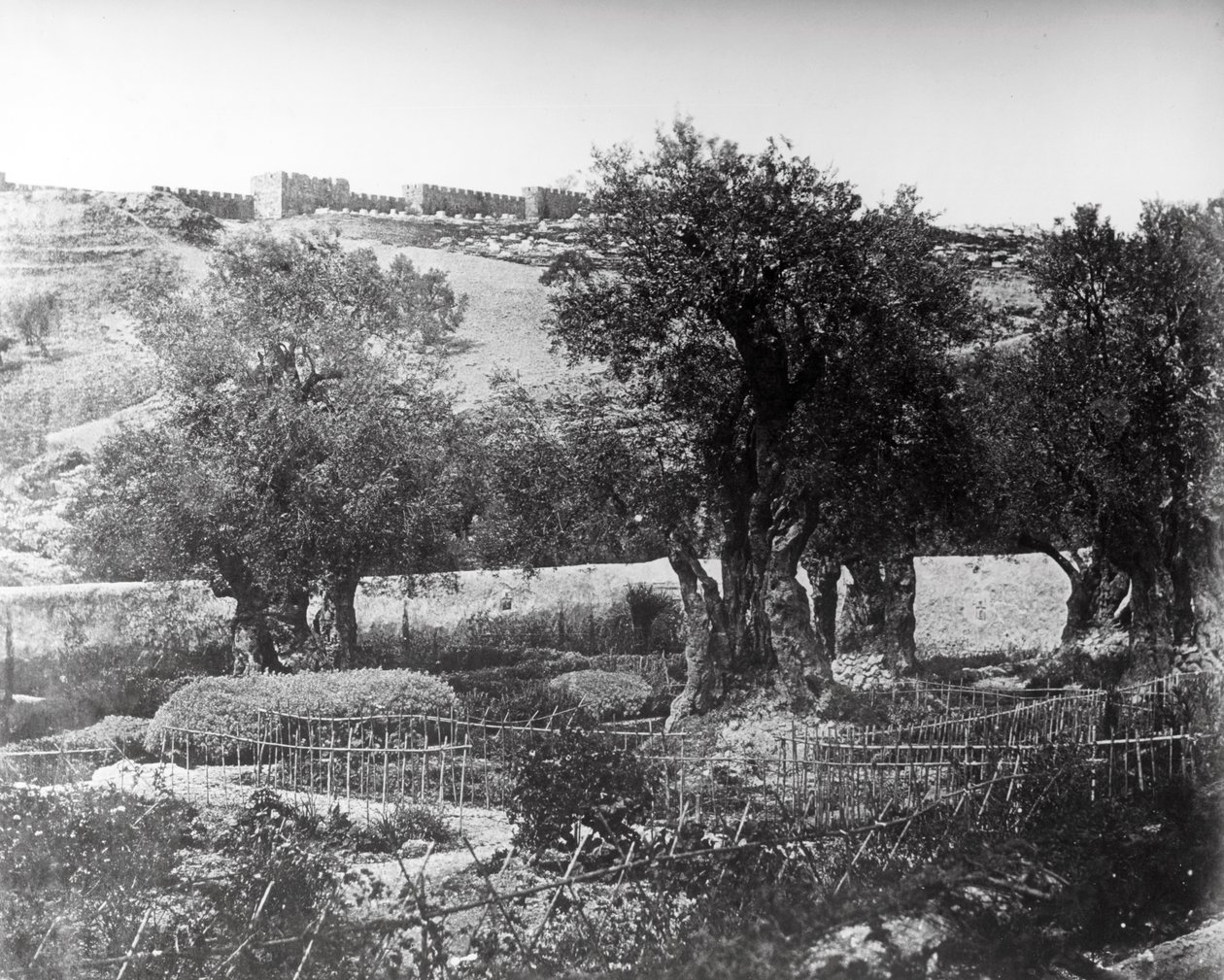 Gecsemáné, 1857 alkotó: Felice Beato