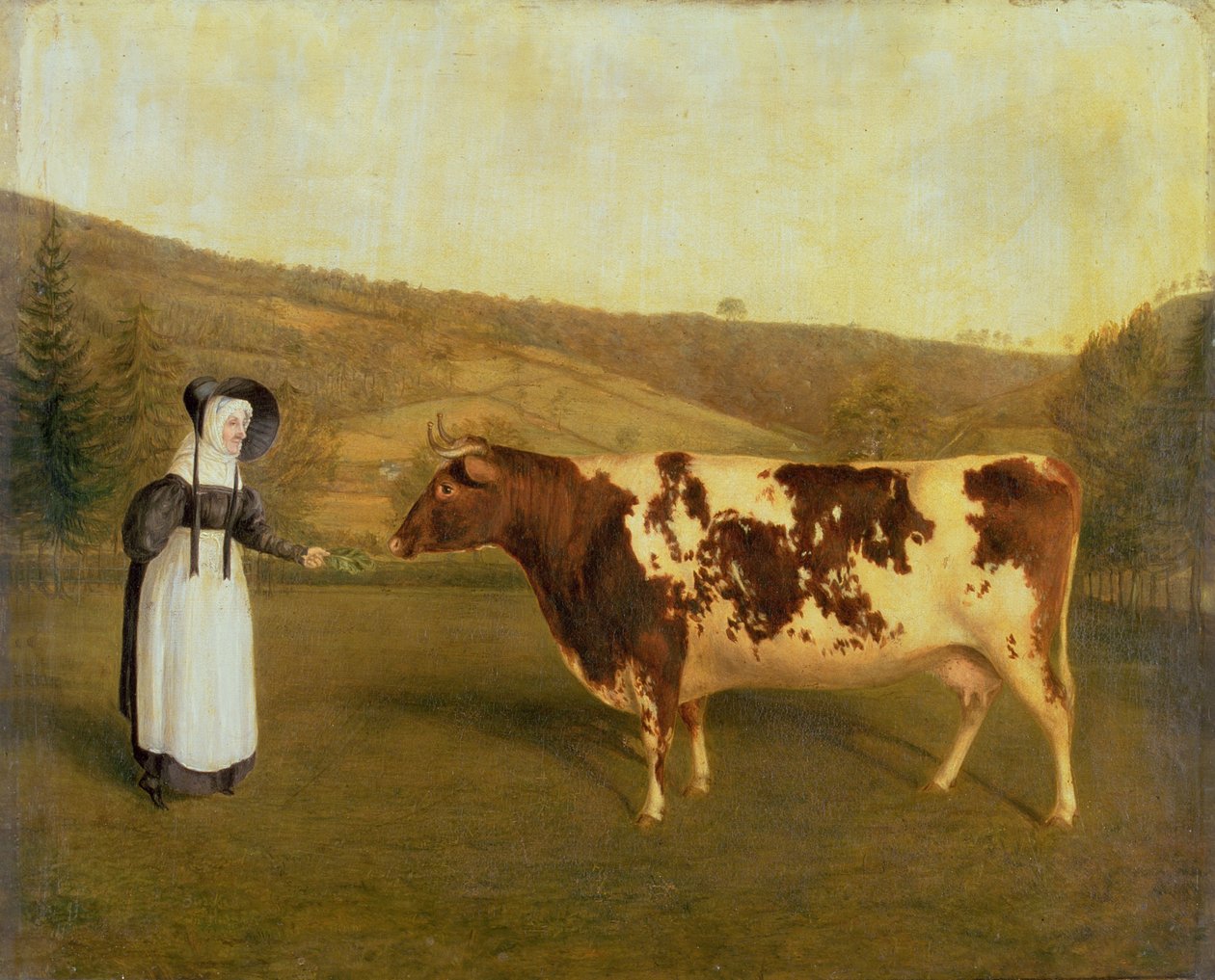Shorthorn Cow, 1840-50 körül alkotó: James Flewitt Mullock