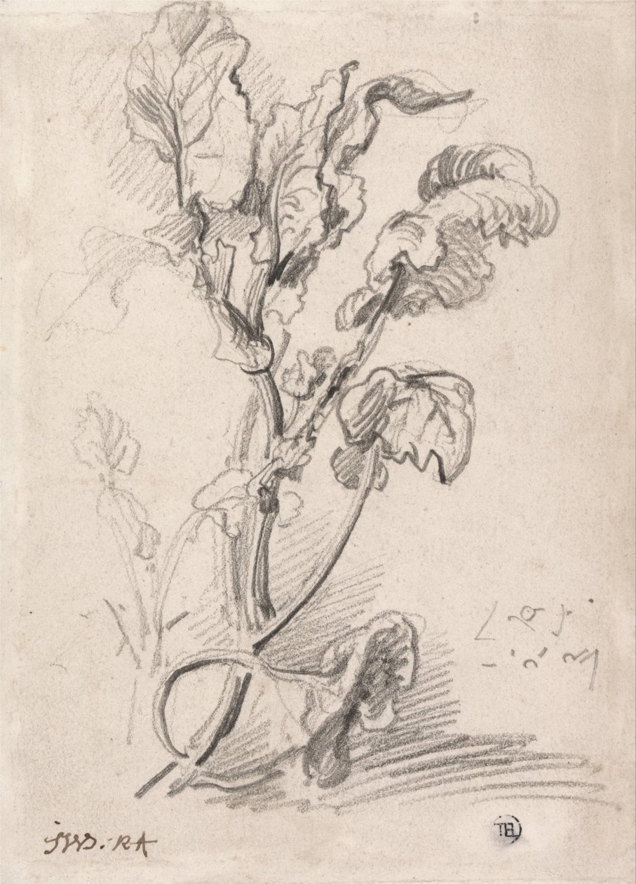 Növénytanulmány alkotó: James Ward