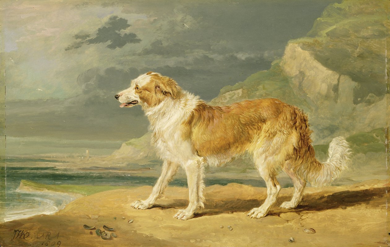 Durva szőrű collie, 1809 alkotó: James Ward