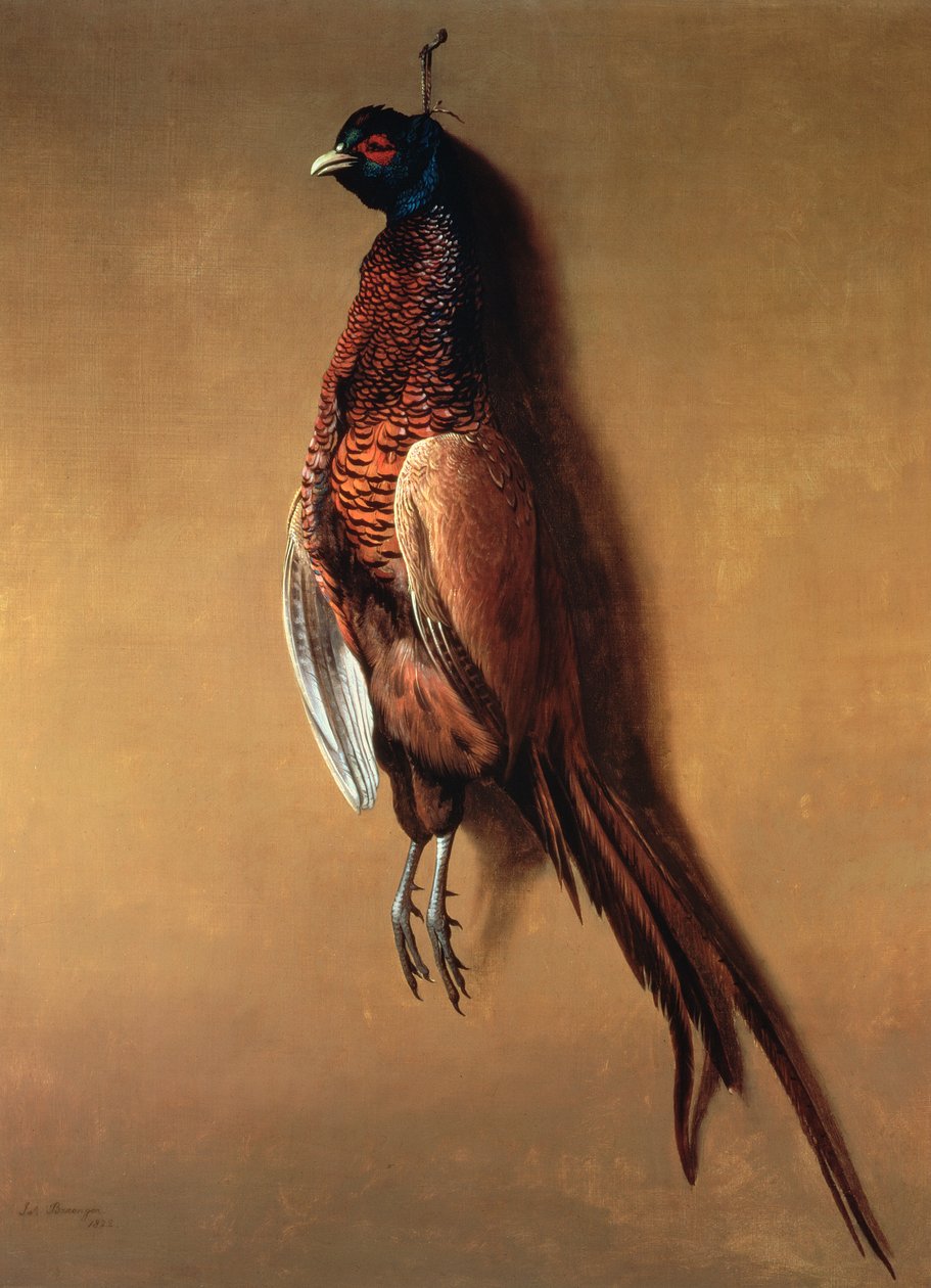 Lógó kakasfácán, 1822 alkotó: James Barenger