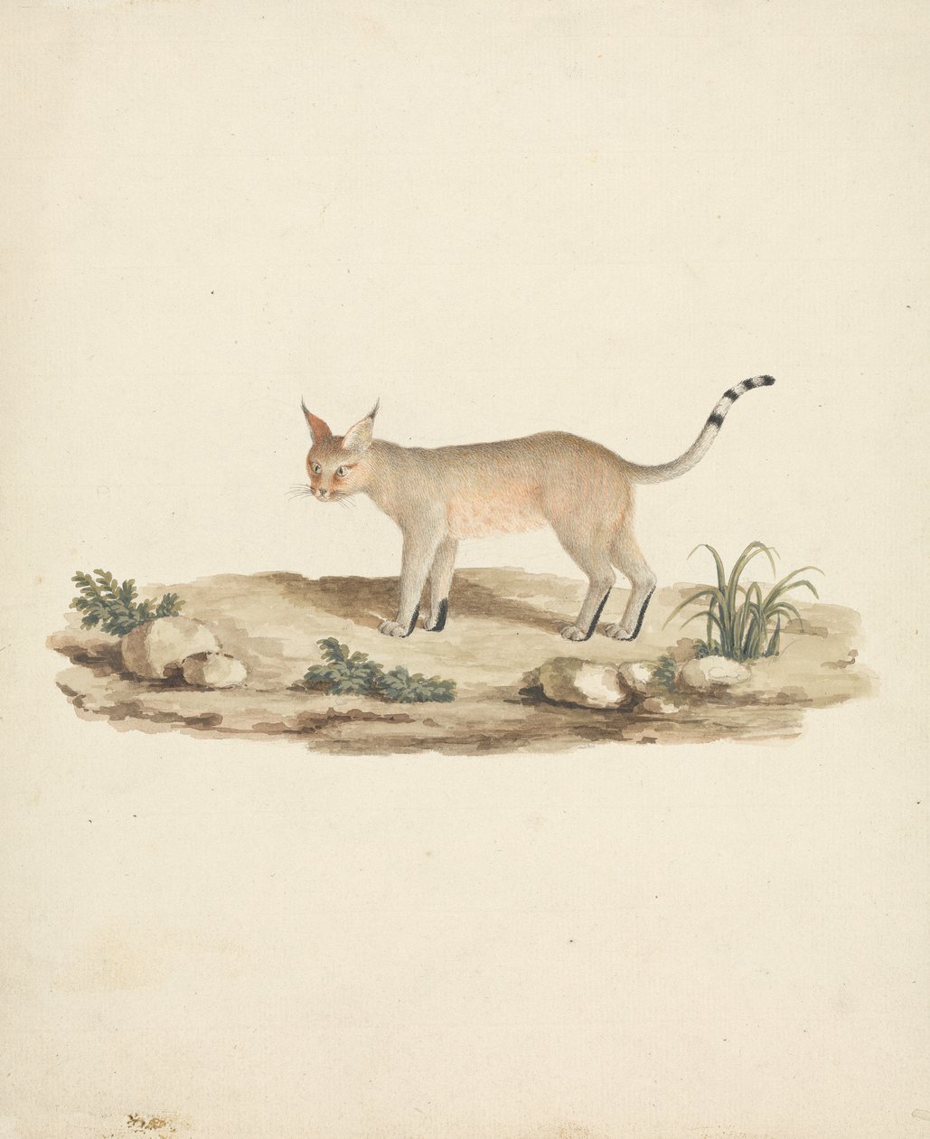 Csizmás Lynx alkotó: James Bruce