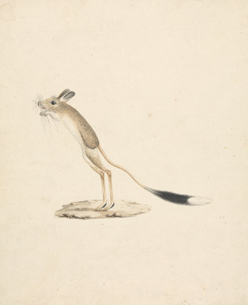 Egyiptomi ugróegér alkotó: James Bruce
