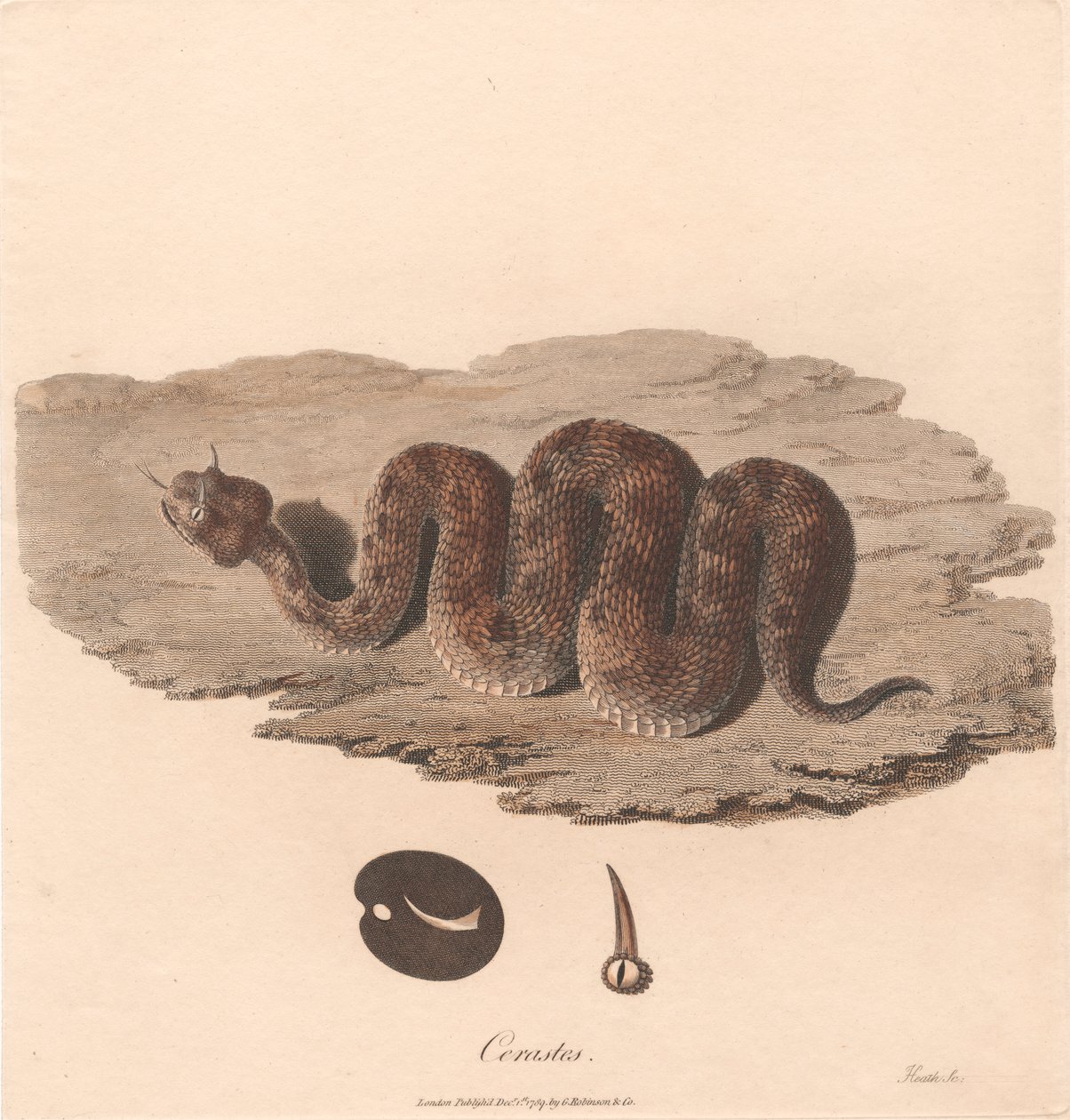 Szarvasvipera alkotó: James Heath