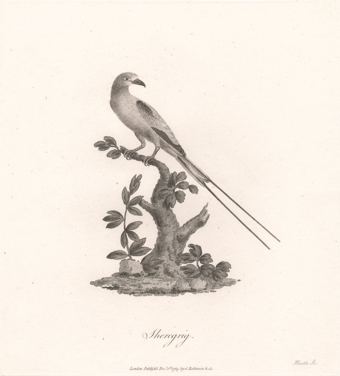 Sheregrig alkotó: James Heath