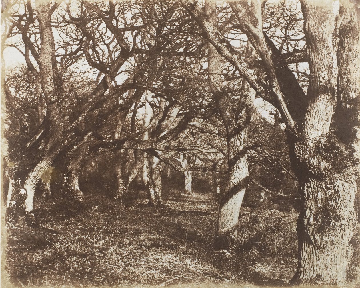 Kukucskálás Leigh Woodsban, 1853-56. alkotó: James Knight