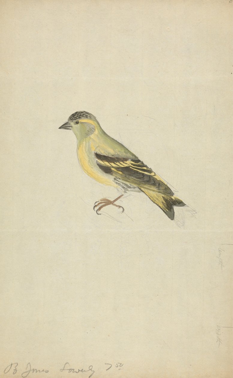 Egy pinty (Siskin?) alkotó: James Sowerby
