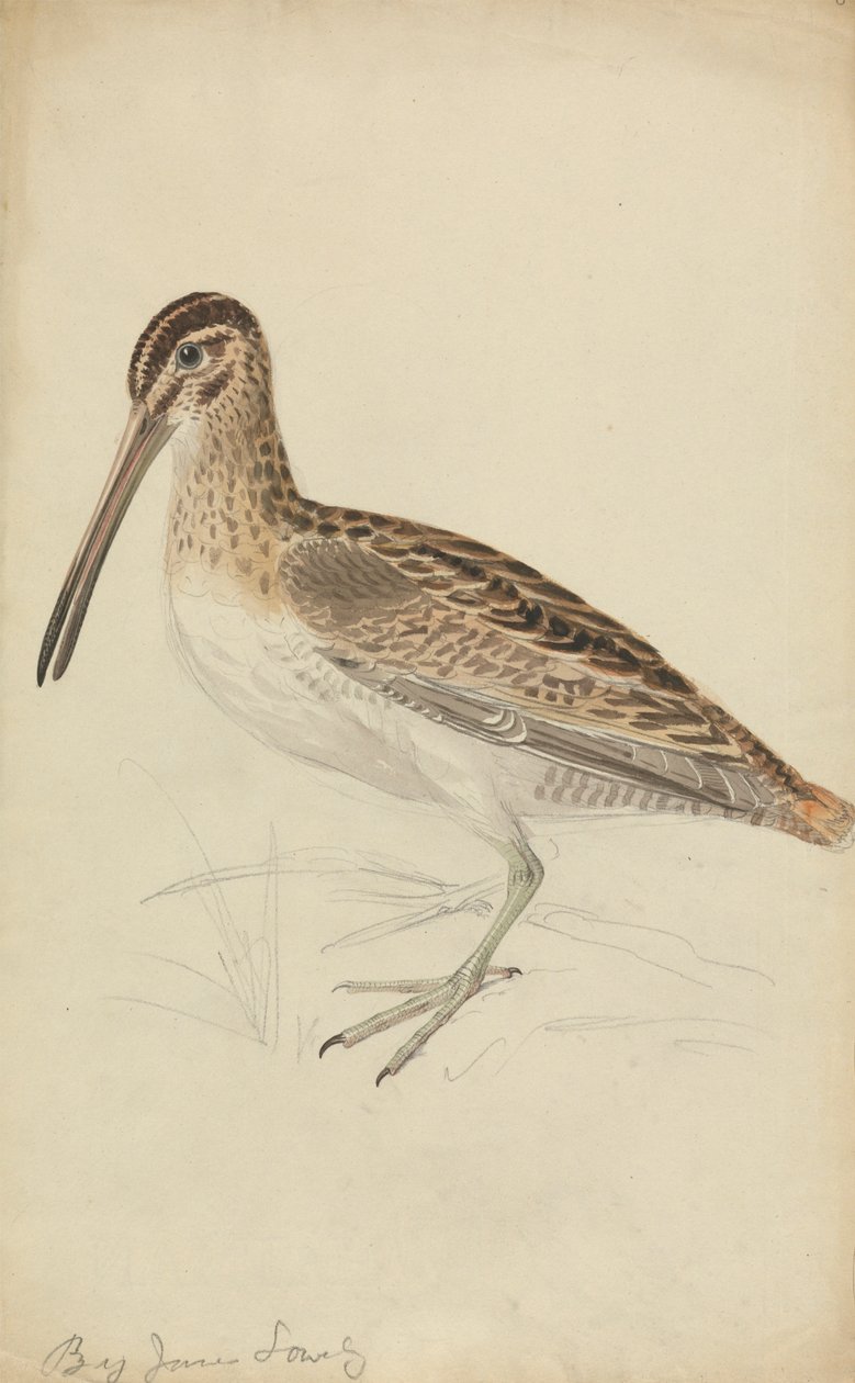 Egy Snipe alkotó: James Sowerby
