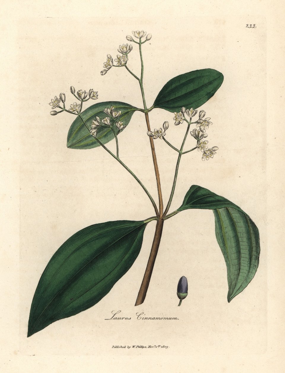 Fahéjfa, Laurus cinnamomum alkotó: James Sowerby