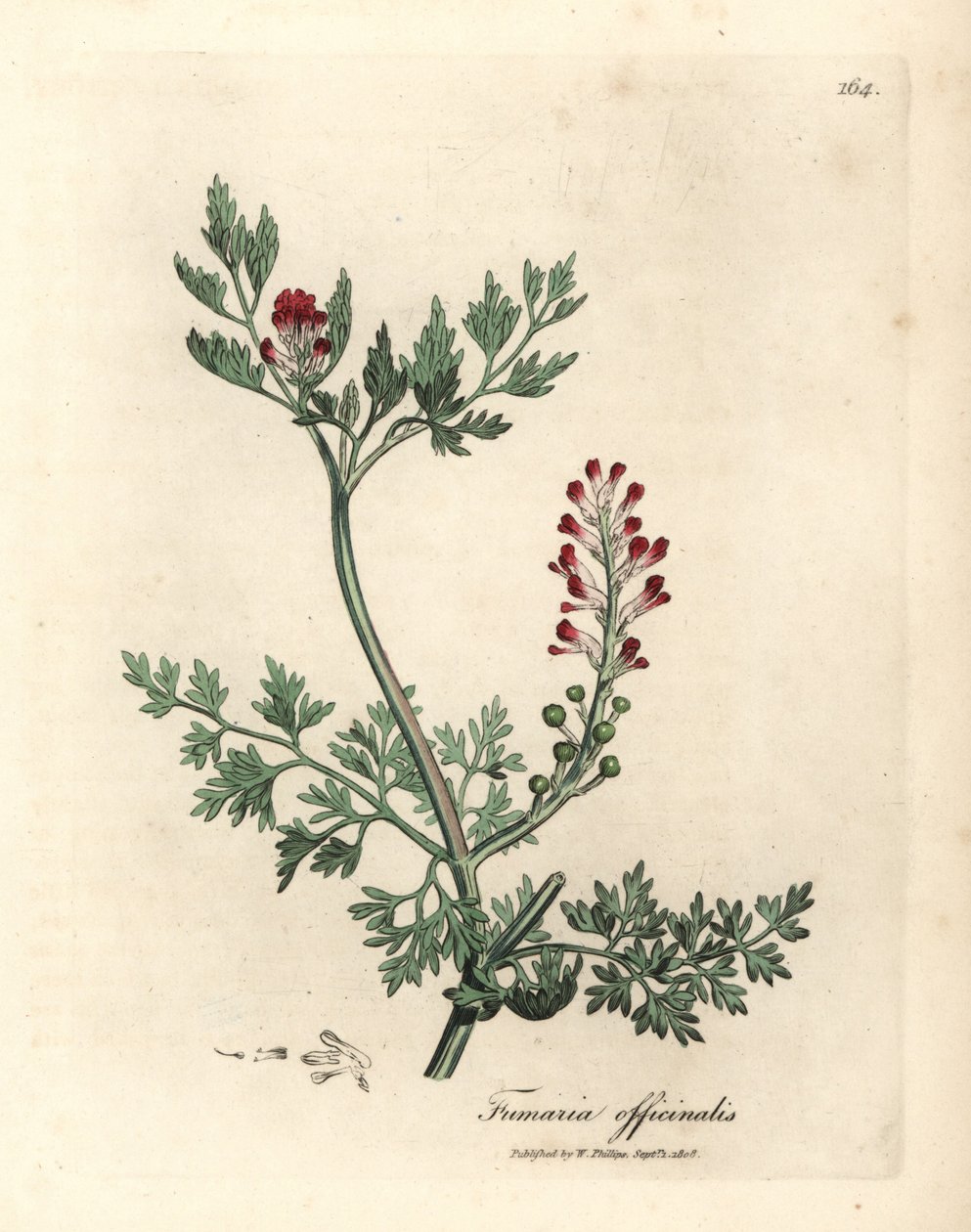 Bíbor virágú fumitórium, Fumaria officinalis alkotó: James Sowerby