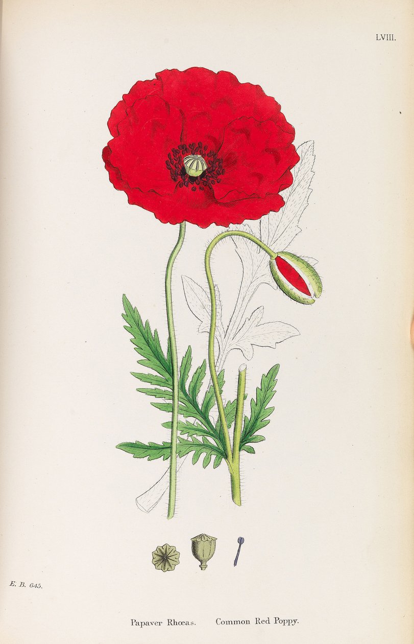 Angol Botanika, 1790-1800. alkotó: James Sowerby
