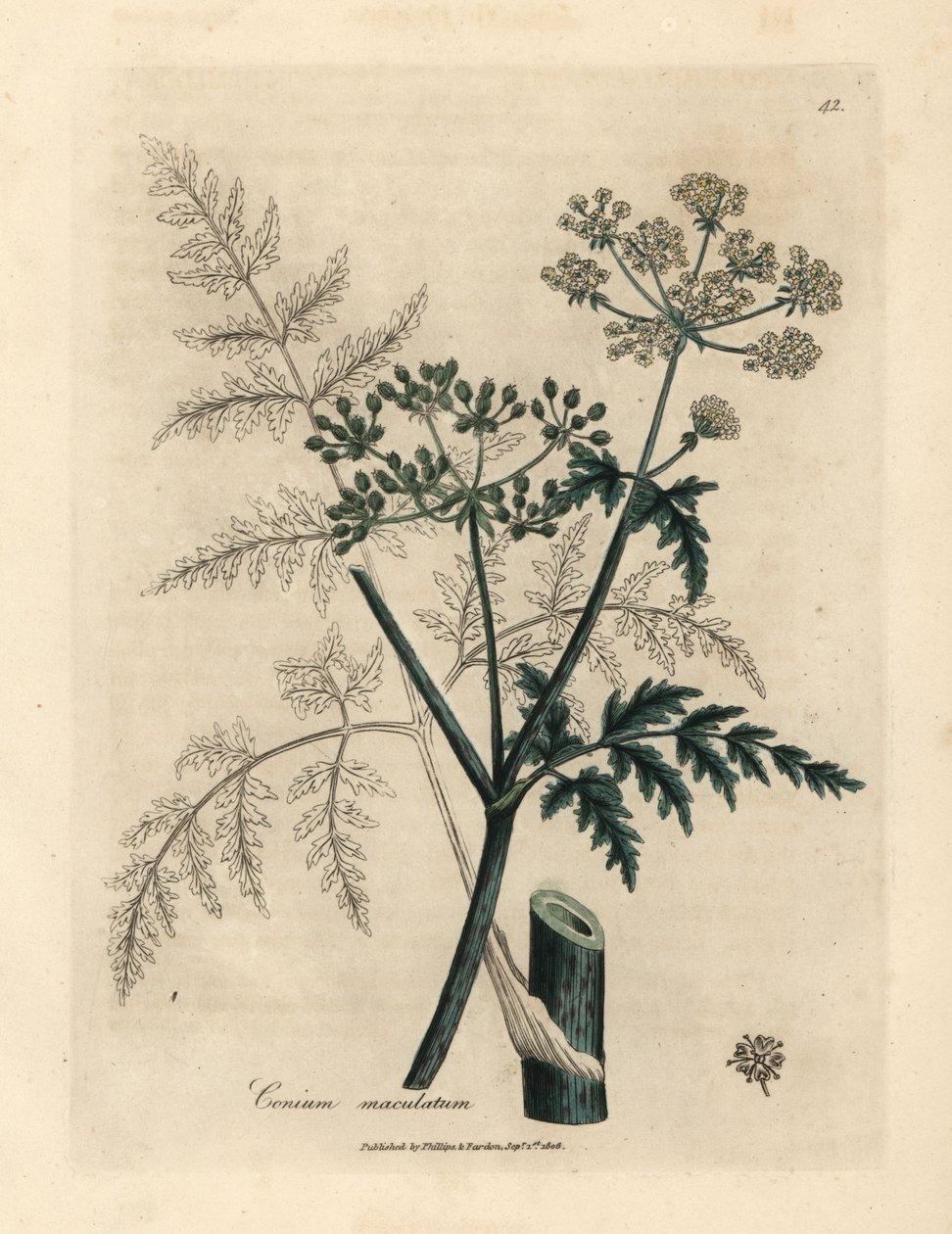 Bürök, Conium maculatum levelei és virágai alkotó: James Sowerby
