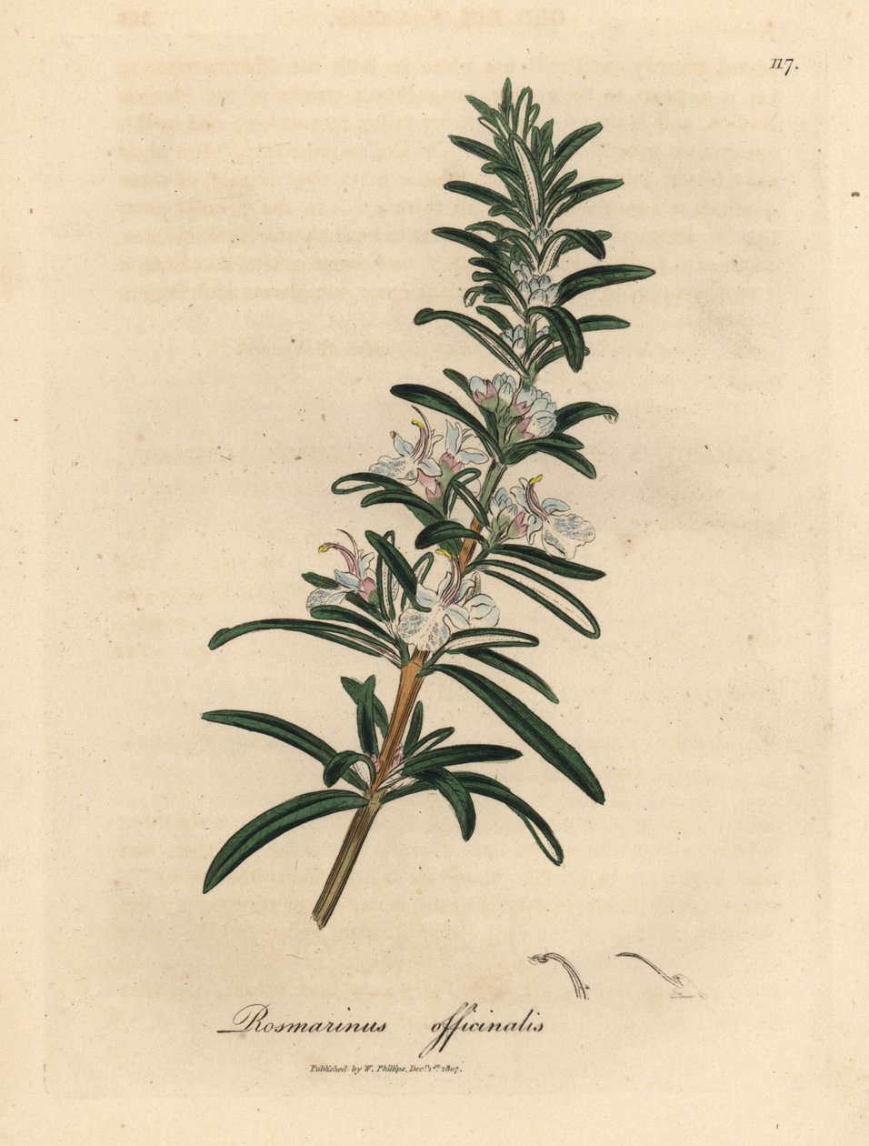 Világoskék virágú rozmaring, Rosmarinus officinalis alkotó: James Sowerby