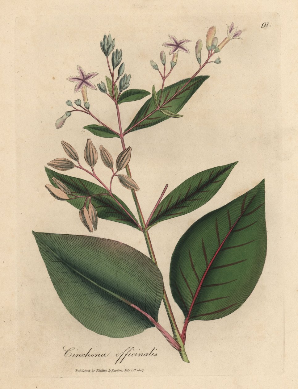 Rózsaszín virágú perui kéregfa, Cinchona officinalis alkotó: James Sowerby