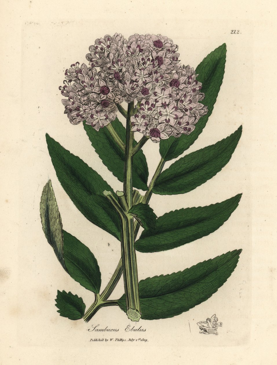 Lila virágú törpebodza fa, Sambucus ebulus alkotó: James Sowerby