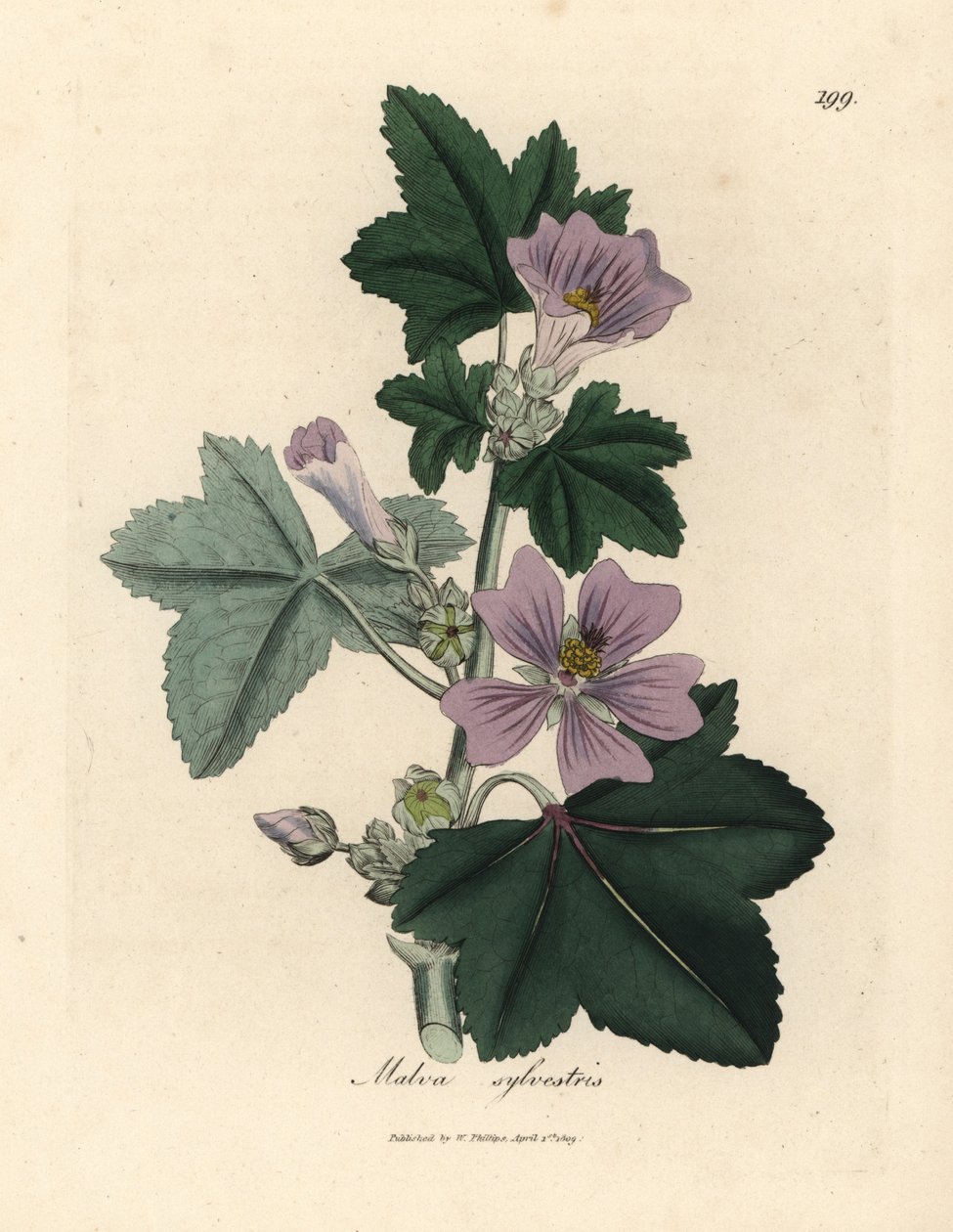 Lila virágú mályva, Malva sylvestris alkotó: James Sowerby