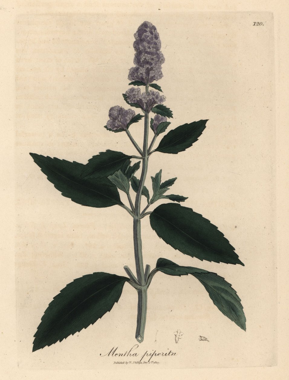 Lila virágú borsmenta, Mentha piperita alkotó: James Sowerby