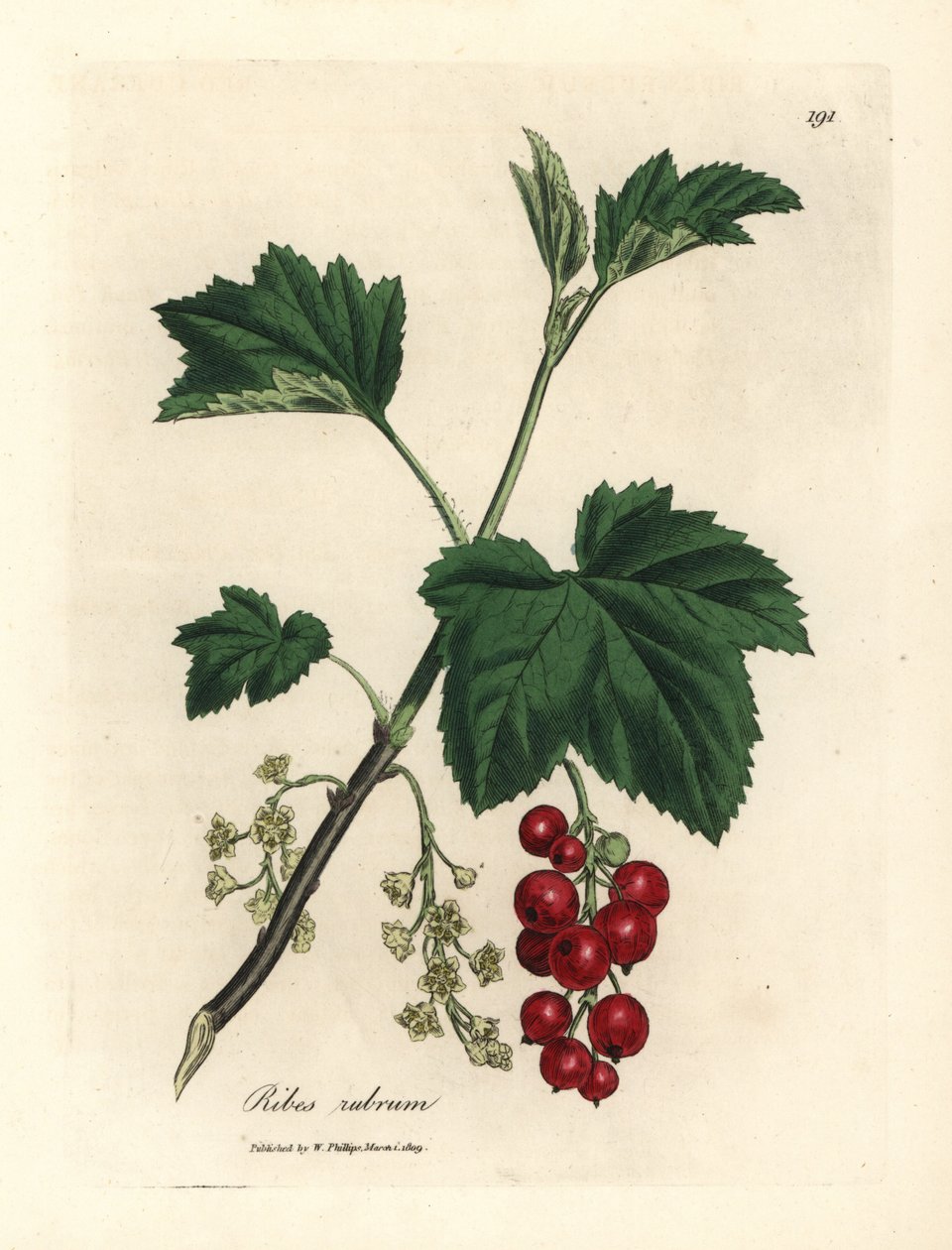 Ribizlifa, Ribes rubrum alkotó: James Sowerby
