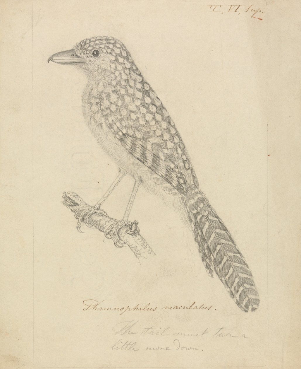 Folthátú hangyagomba alkotó: James Sowerby