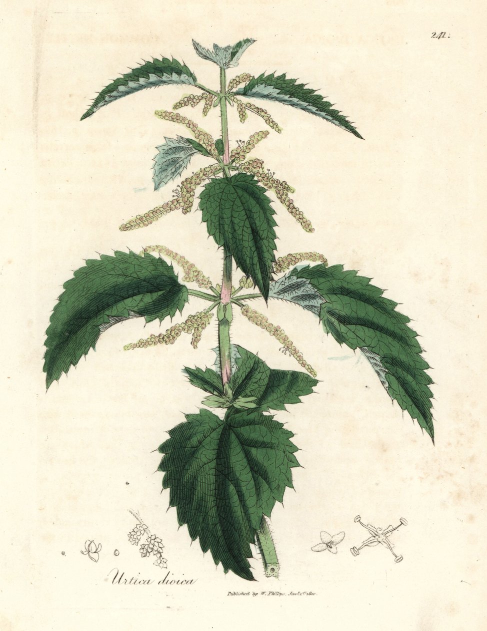 Csalán, Urtica dioica alkotó: James Sowerby