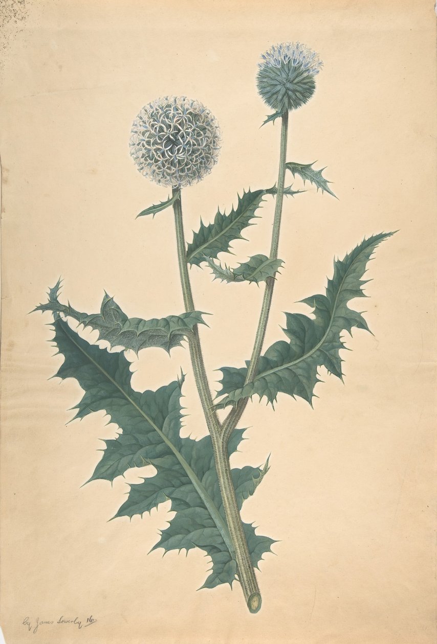 Egy bogáncs tanulmányozása 1822 előtt. alkotó: James Sowerby