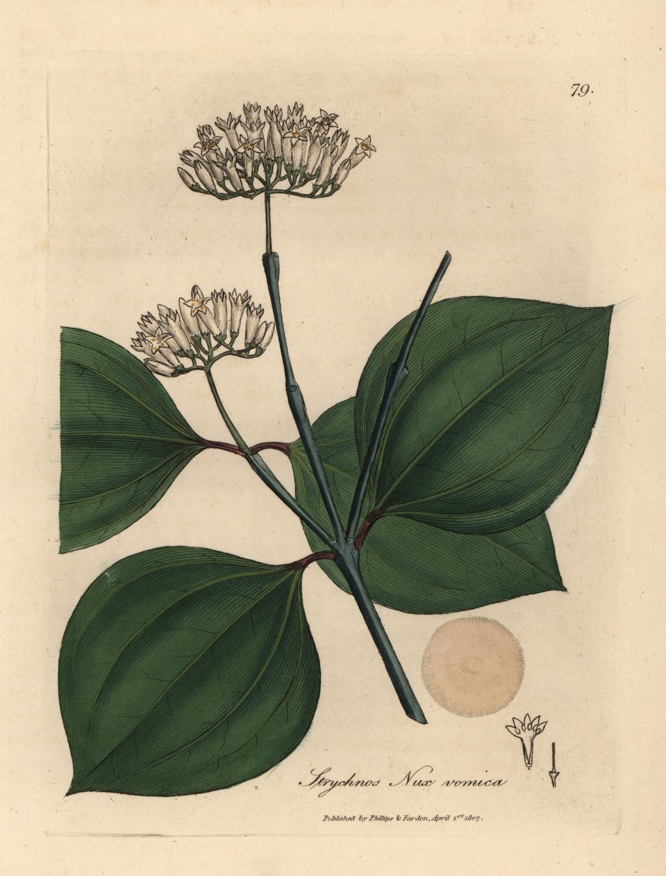 Fehér virágú méregdió, Strychnos nux vomica alkotó: James Sowerby