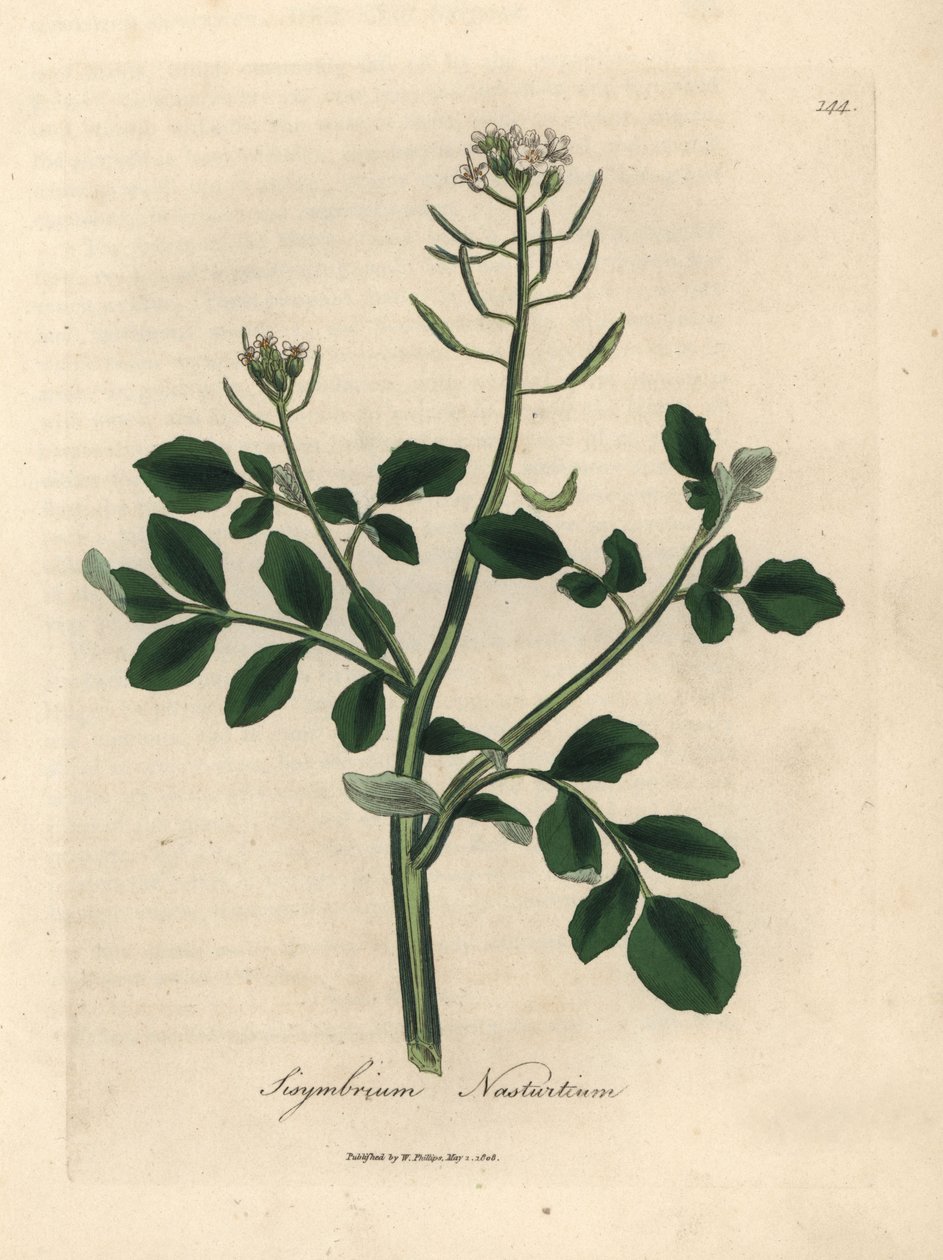 Fehér virágú vízitorma, Sisymbrium nasturtium alkotó: James Sowerby
