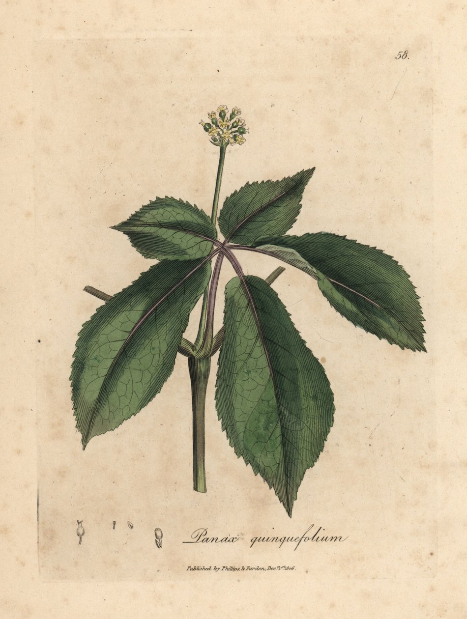 Sárga virágú ginseng növény, Panax quinquefolium alkotó: James Sowerby