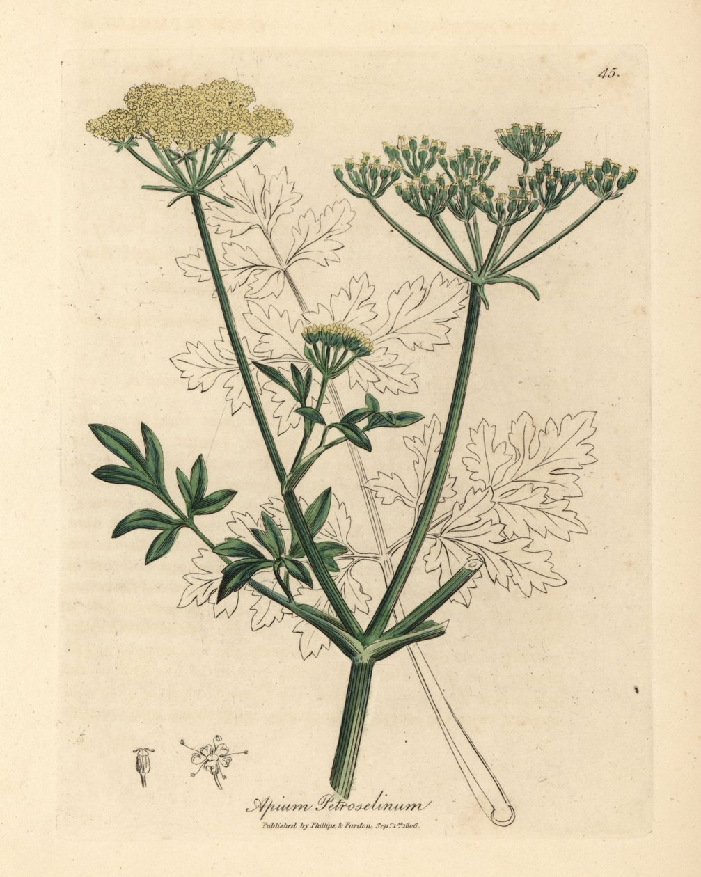 Sárga virágú petrezselyem, Apium petroselinum alkotó: James Sowerby