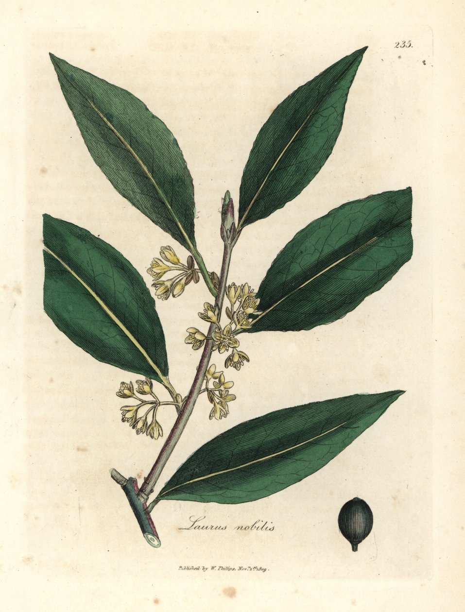 Sárga virágú édes babérlevél, Laurus nobilis alkotó: James Sowerby