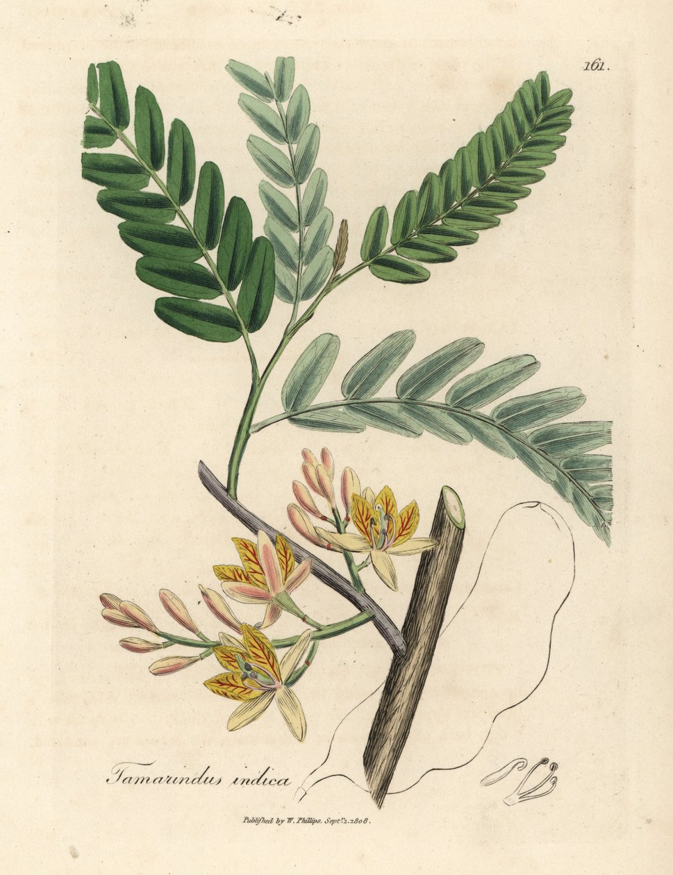 Sárga virágú tamarindfa, Tamarindus indica alkotó: James Sowerby
