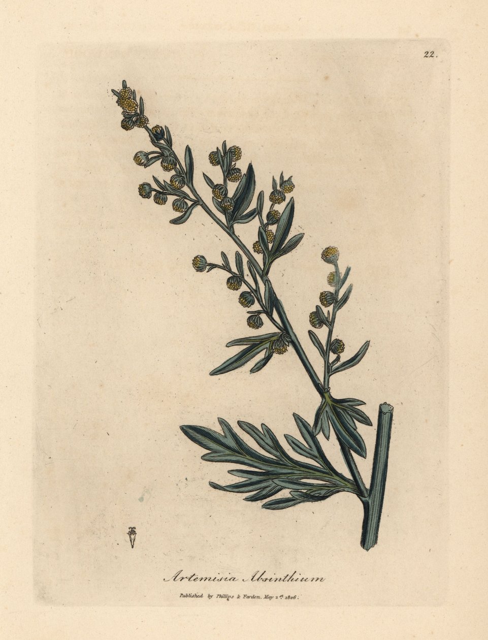 Sárga virágú üröm, Artemisia absinthium alkotó: James Sowerby
