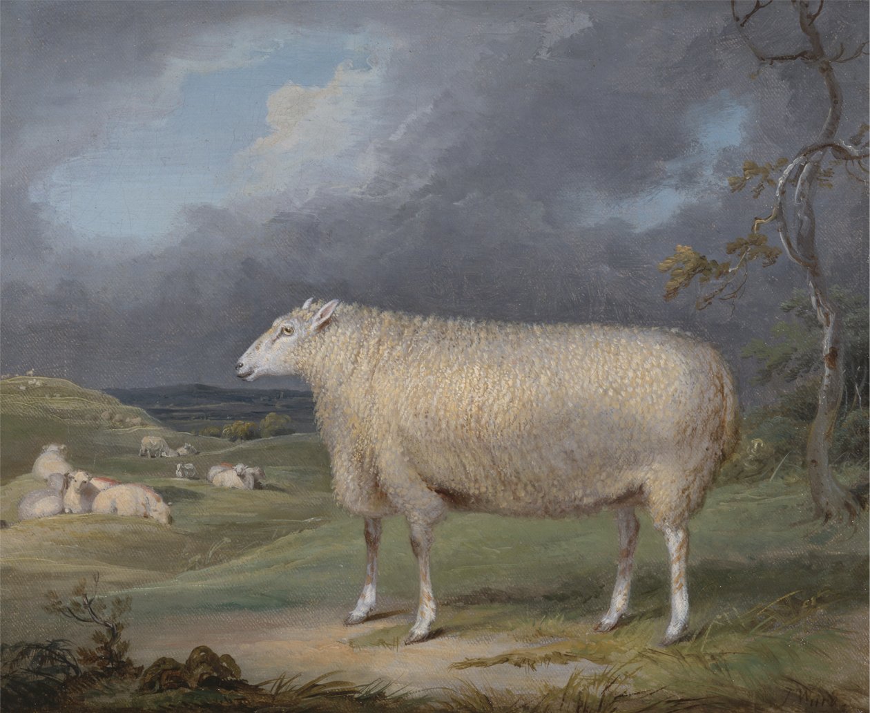 Egy Border Leicester Ewe alkotó: James Ward