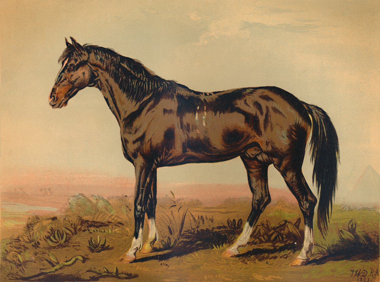 Dongola ló, c1850, c1879. alkotó: James Ward