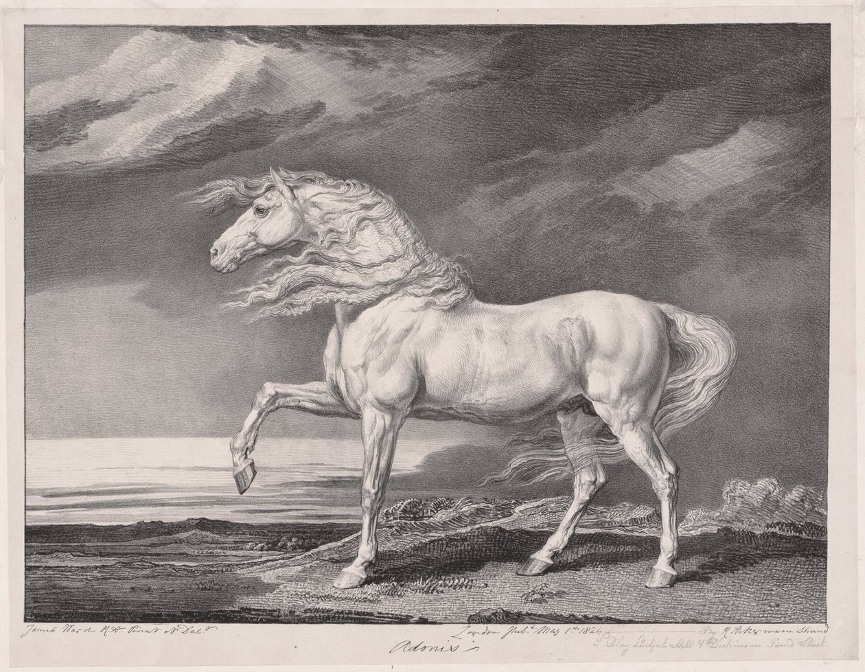 Tizennégy ünnepelt ló: Adonis, 1824. alkotó: James Ward